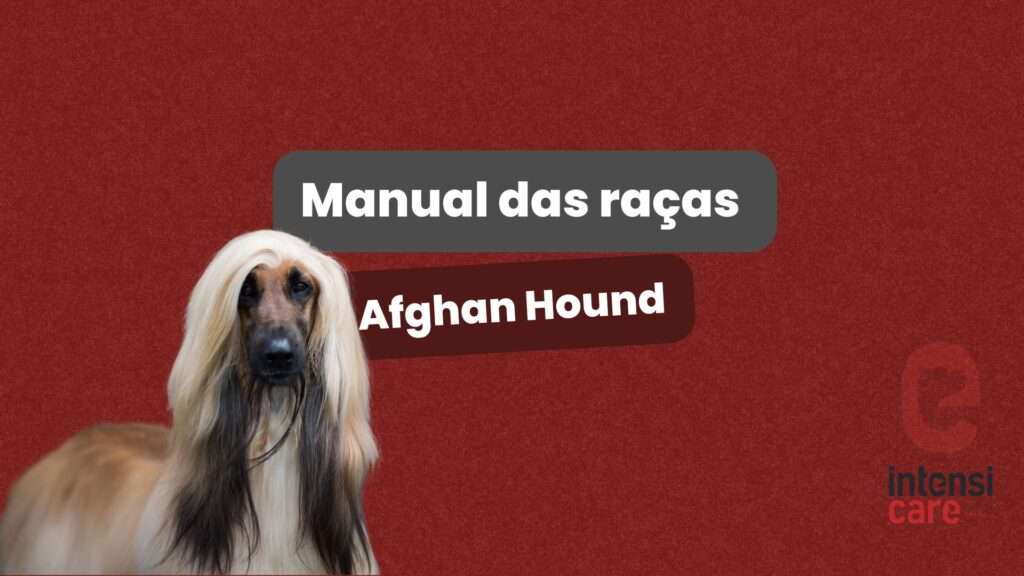 Afghan Hound