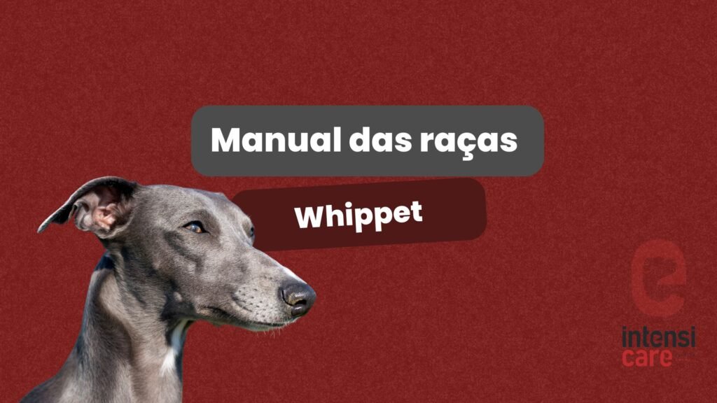 Whippet